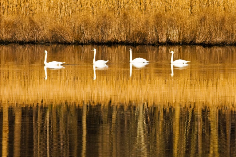 Swans in a Row